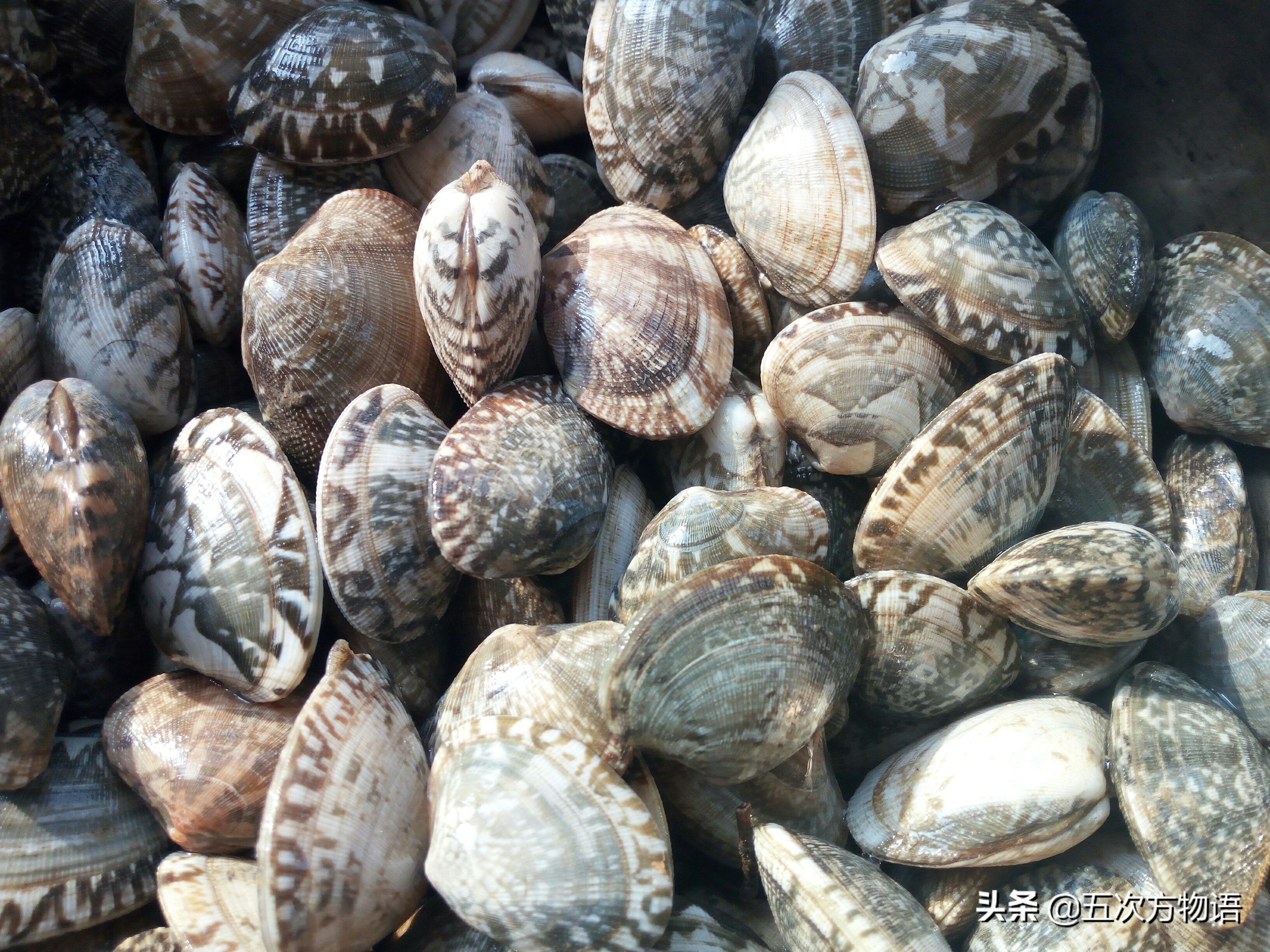 黑料网:青岛常见食用贝类图鉴大全