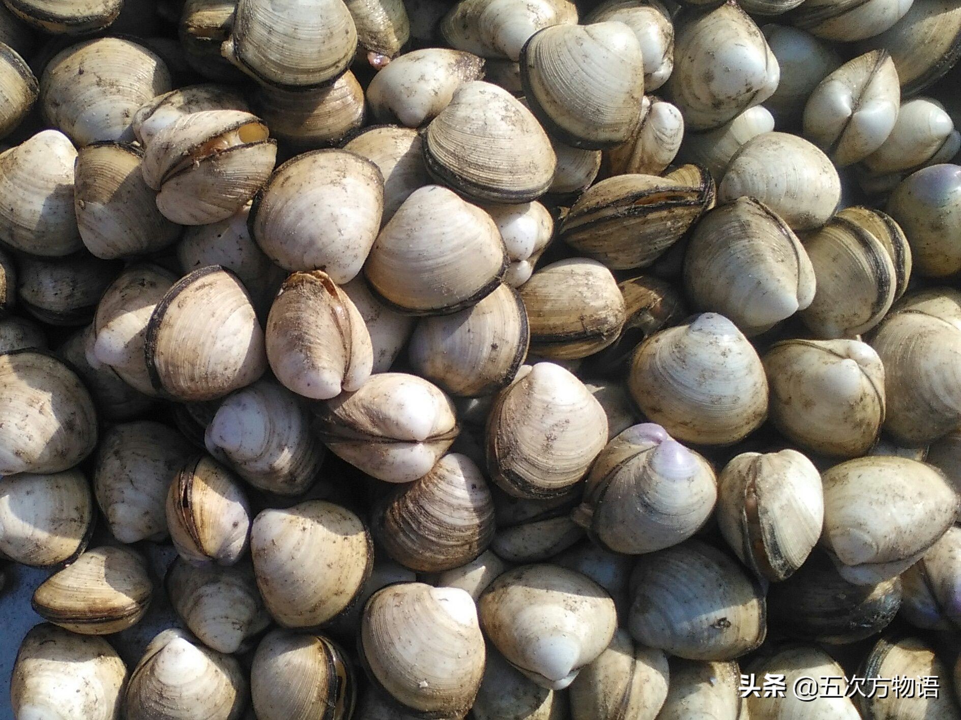 蒜蓉粉丝蒸贝壳_菲律宾蛤仔_文蛤