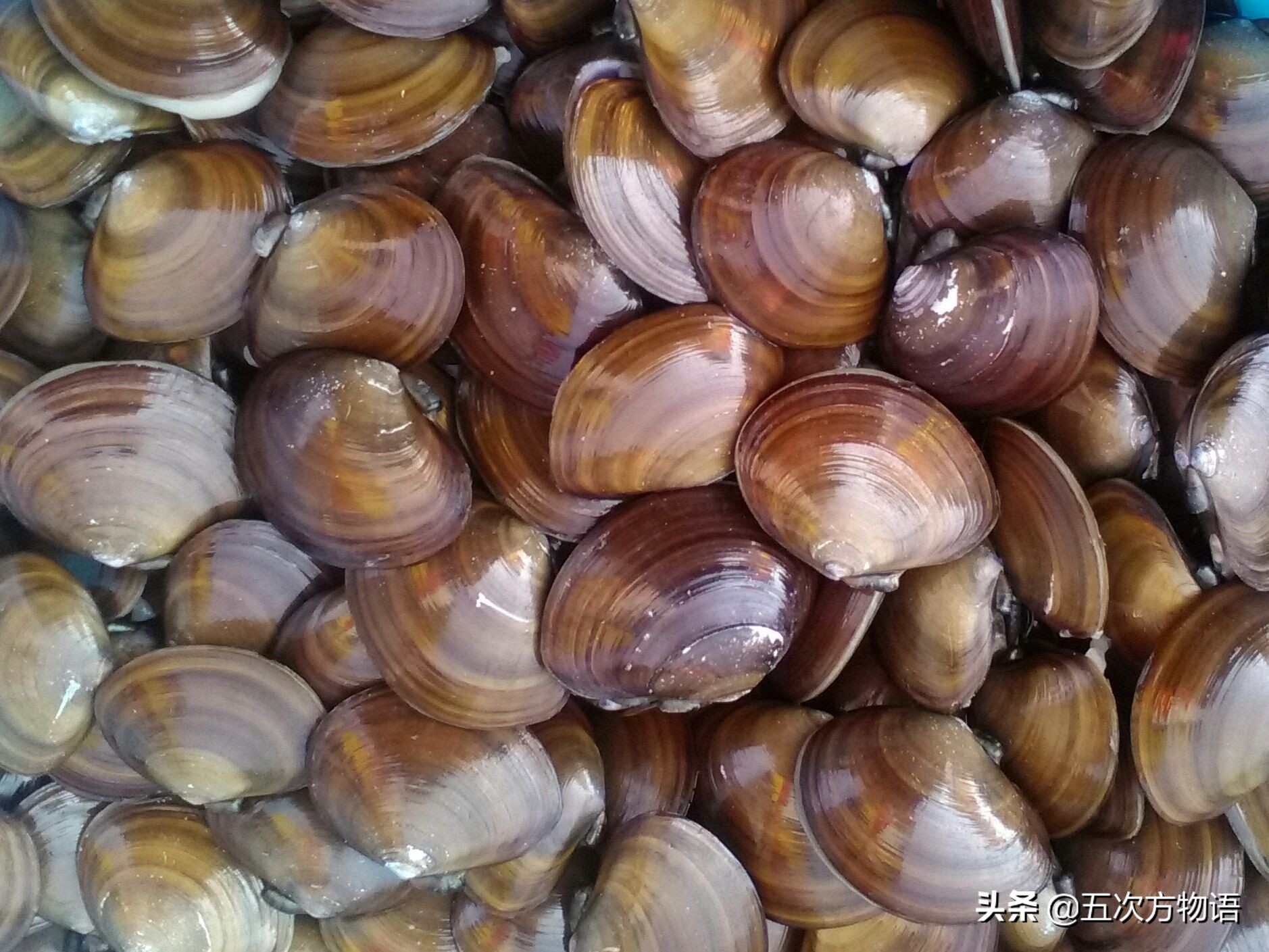 文蛤_蒜蓉粉丝蒸贝壳_菲律宾蛤仔