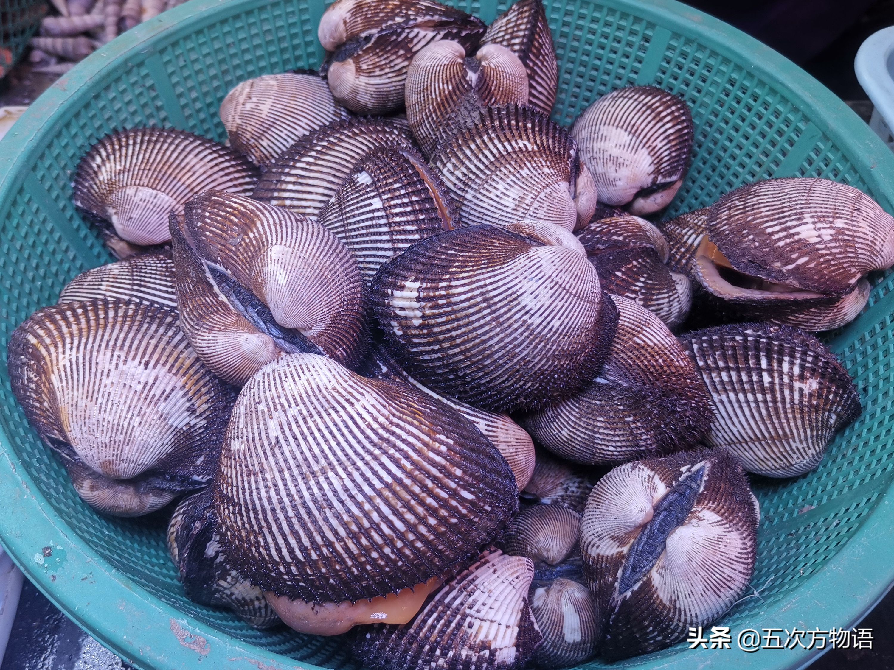 文蛤_菲律宾蛤仔_蒜蓉粉丝蒸贝壳
