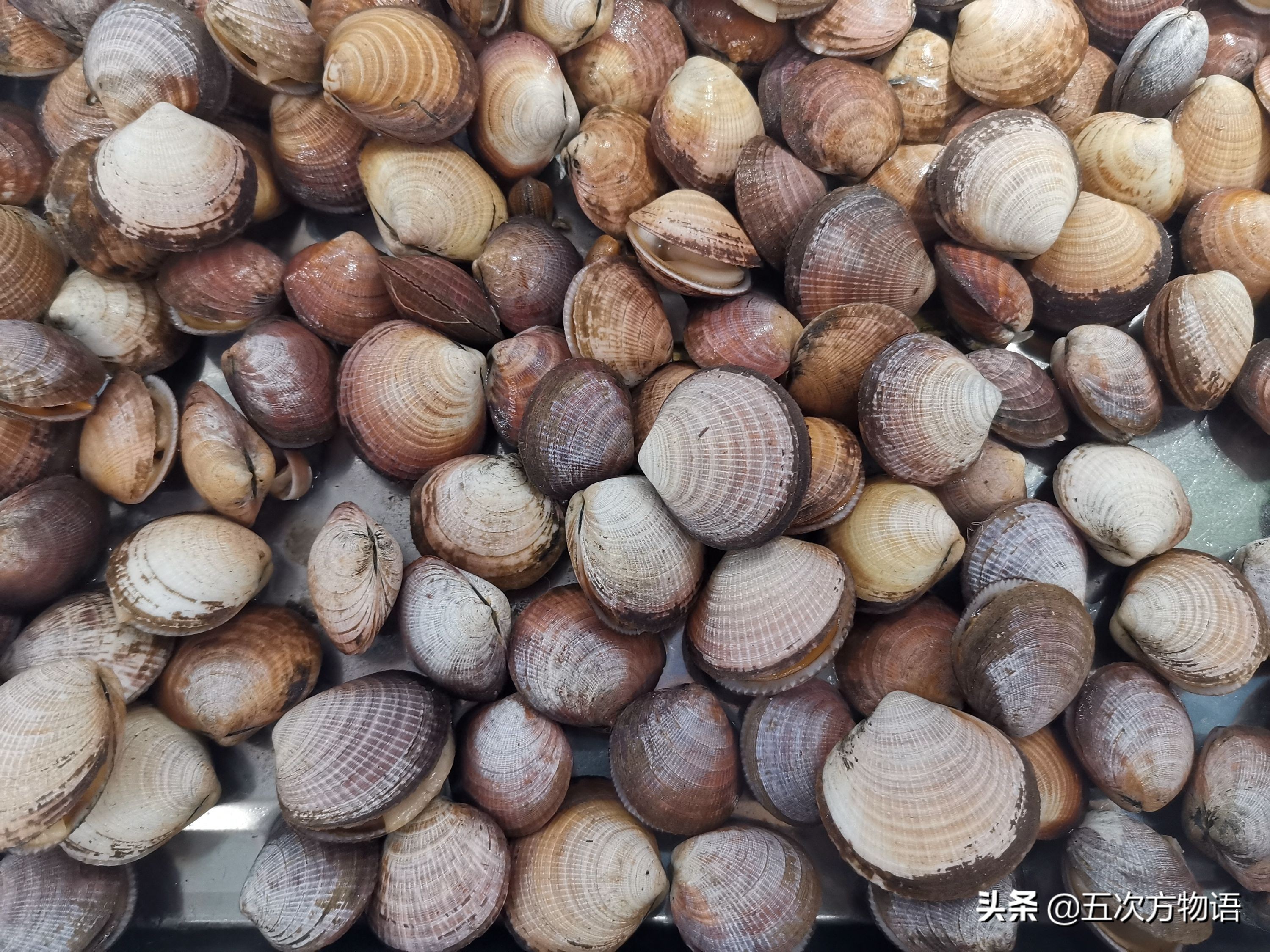 菲律宾蛤仔_蒜蓉粉丝蒸贝壳_文蛤