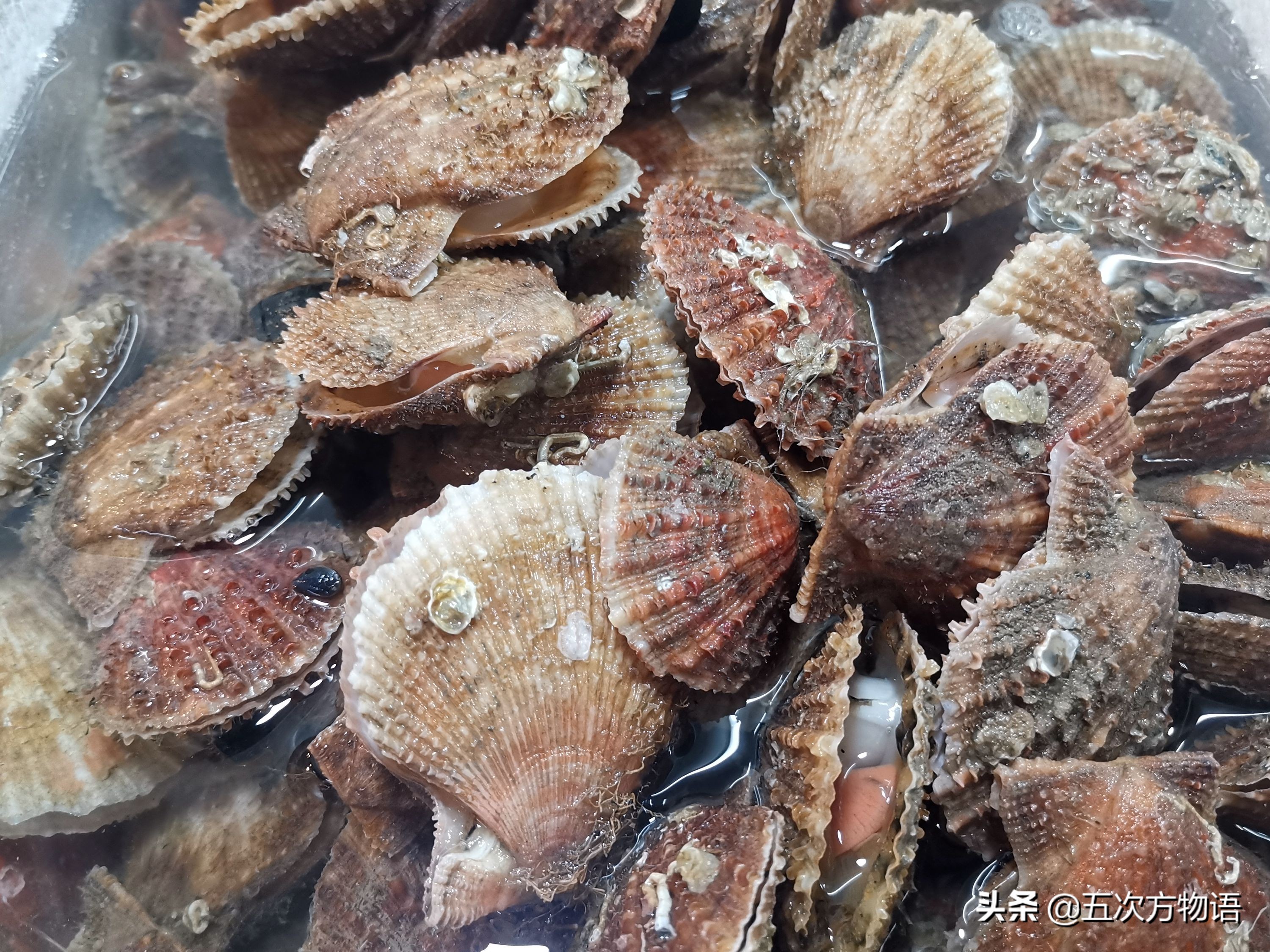 文蛤_蒜蓉粉丝蒸贝壳_菲律宾蛤仔