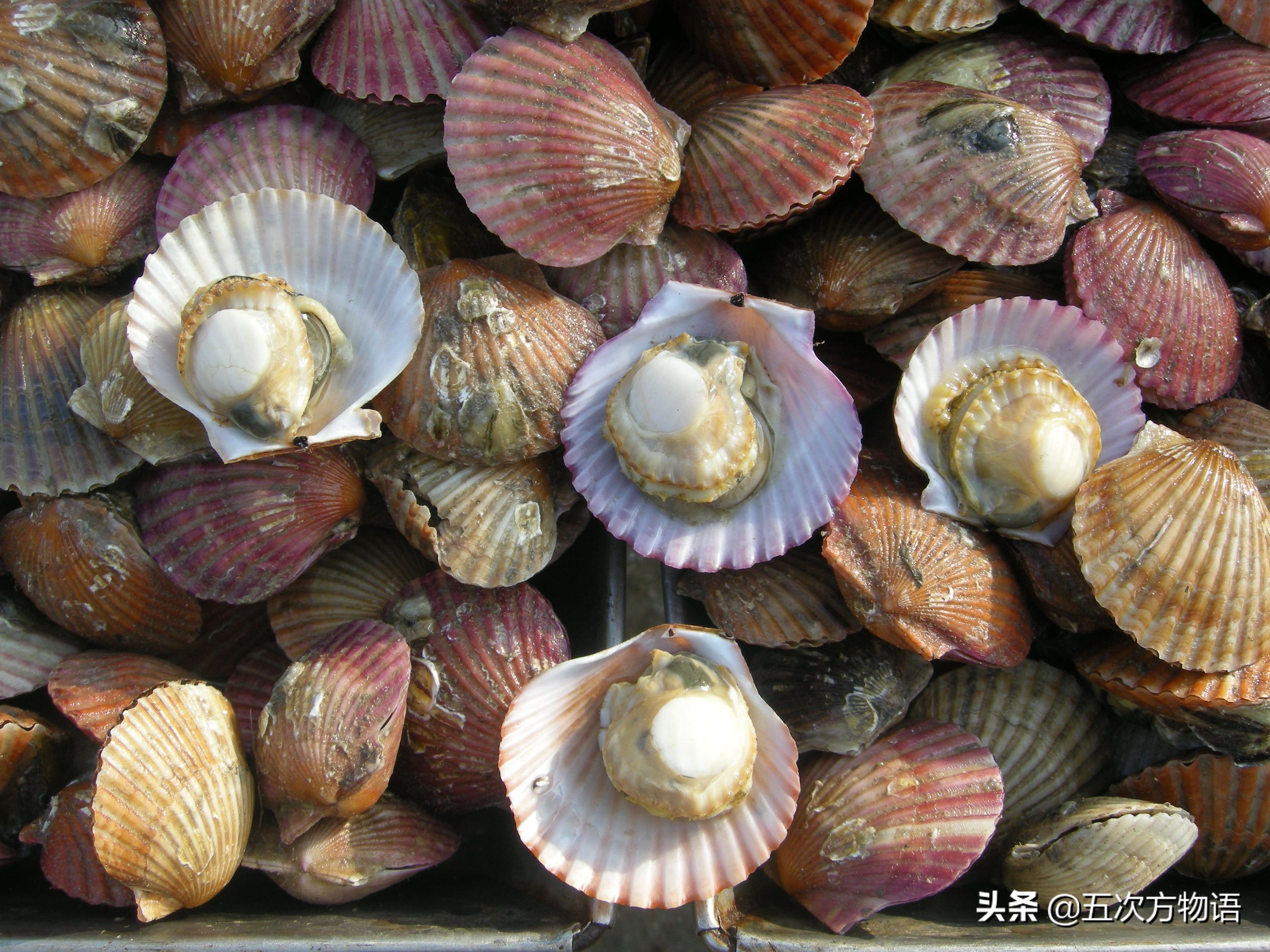 文蛤_菲律宾蛤仔_蒜蓉粉丝蒸贝壳