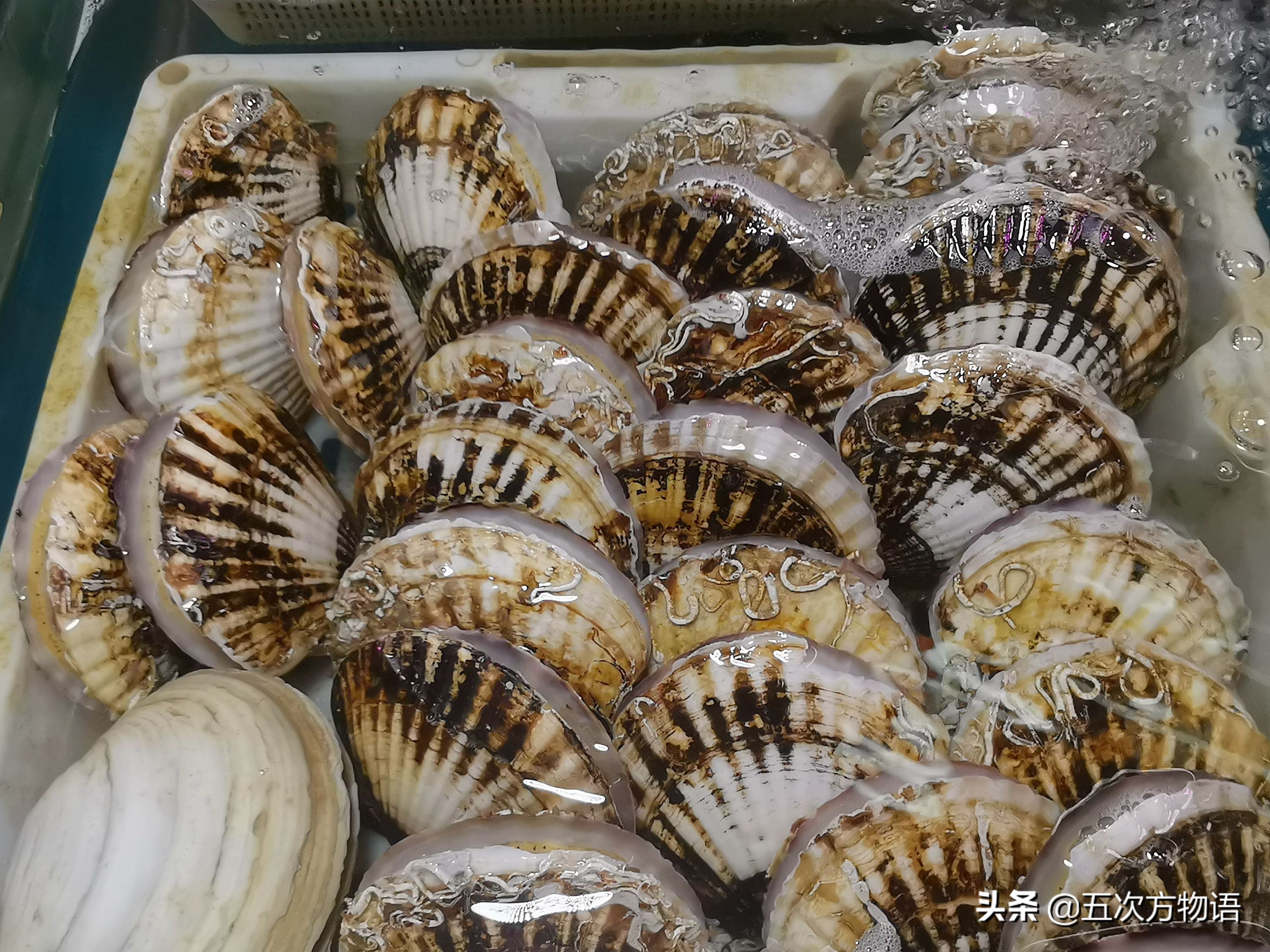 菲律宾蛤仔_文蛤_蒜蓉粉丝蒸贝壳