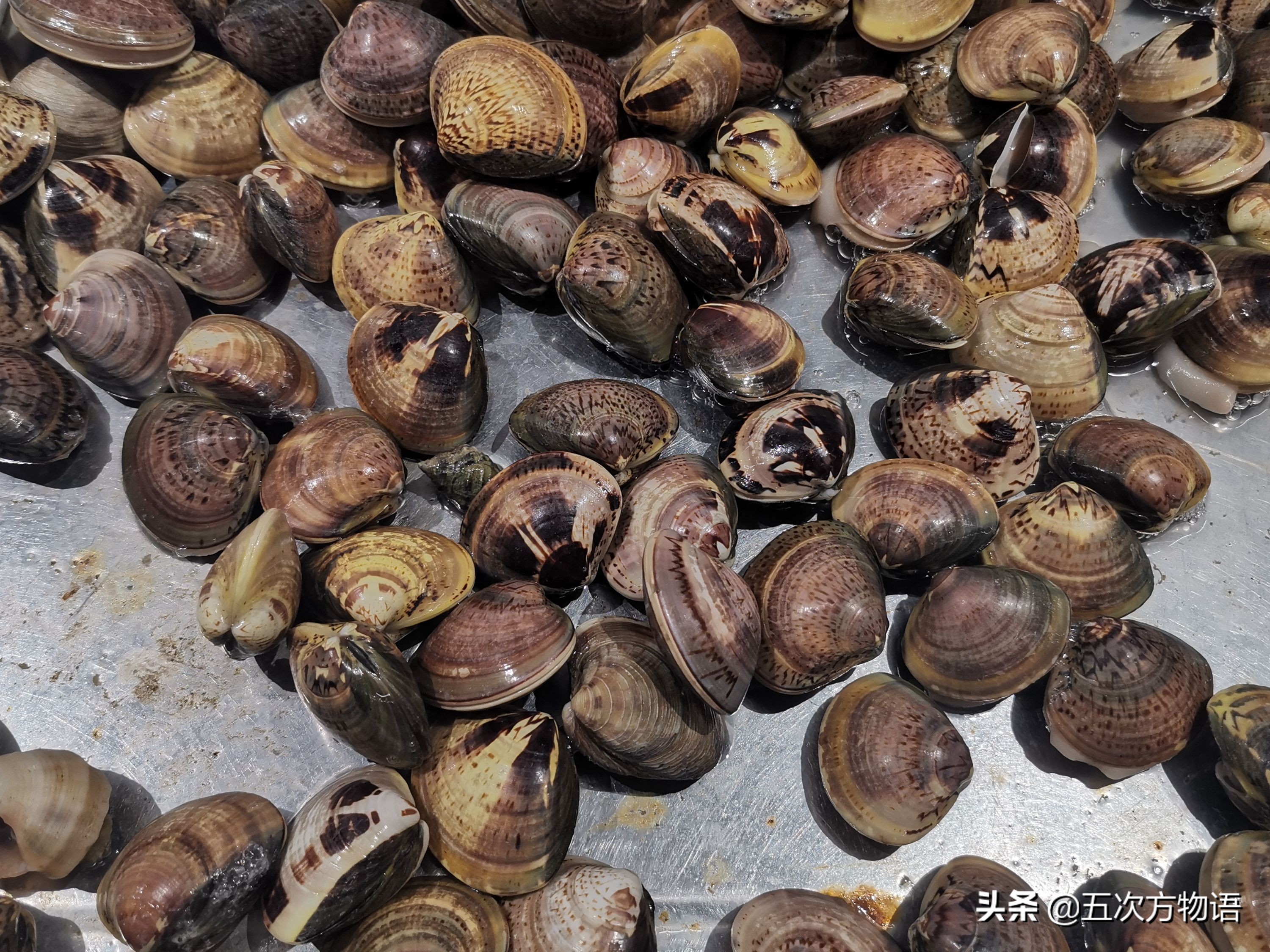 菲律宾蛤仔_蒜蓉粉丝蒸贝壳_文蛤