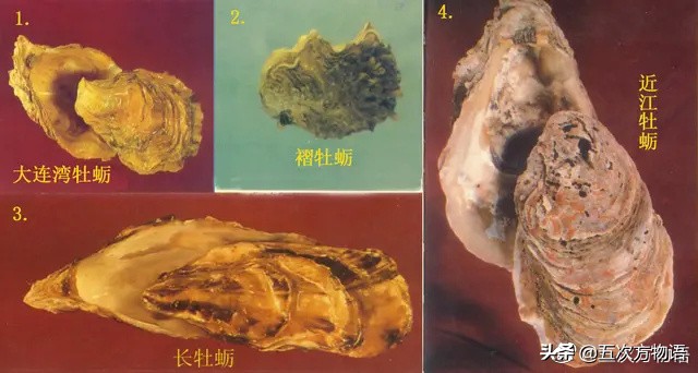 菲律宾蛤仔_蒜蓉粉丝蒸贝壳_文蛤