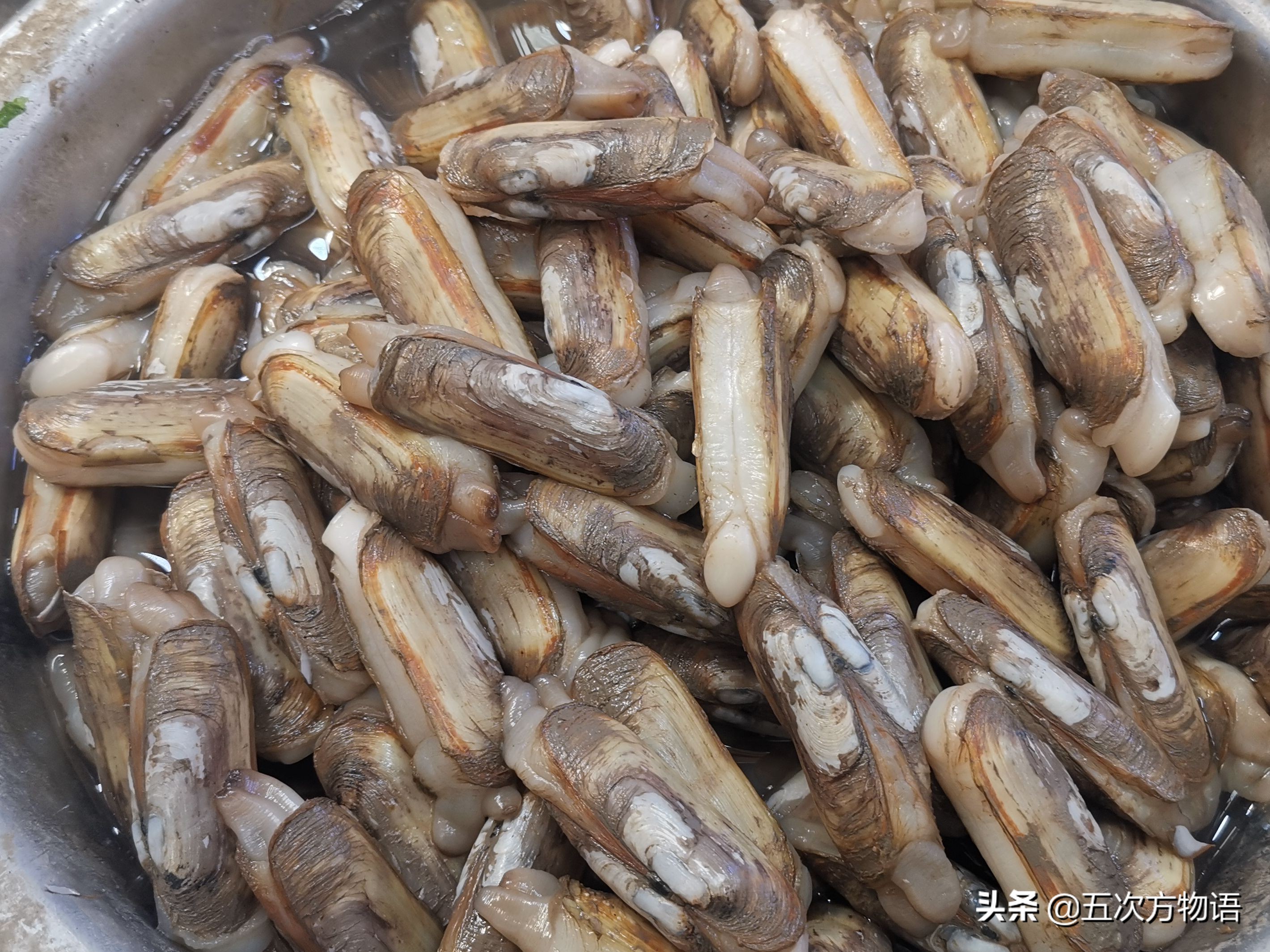 文蛤_蒜蓉粉丝蒸贝壳_菲律宾蛤仔