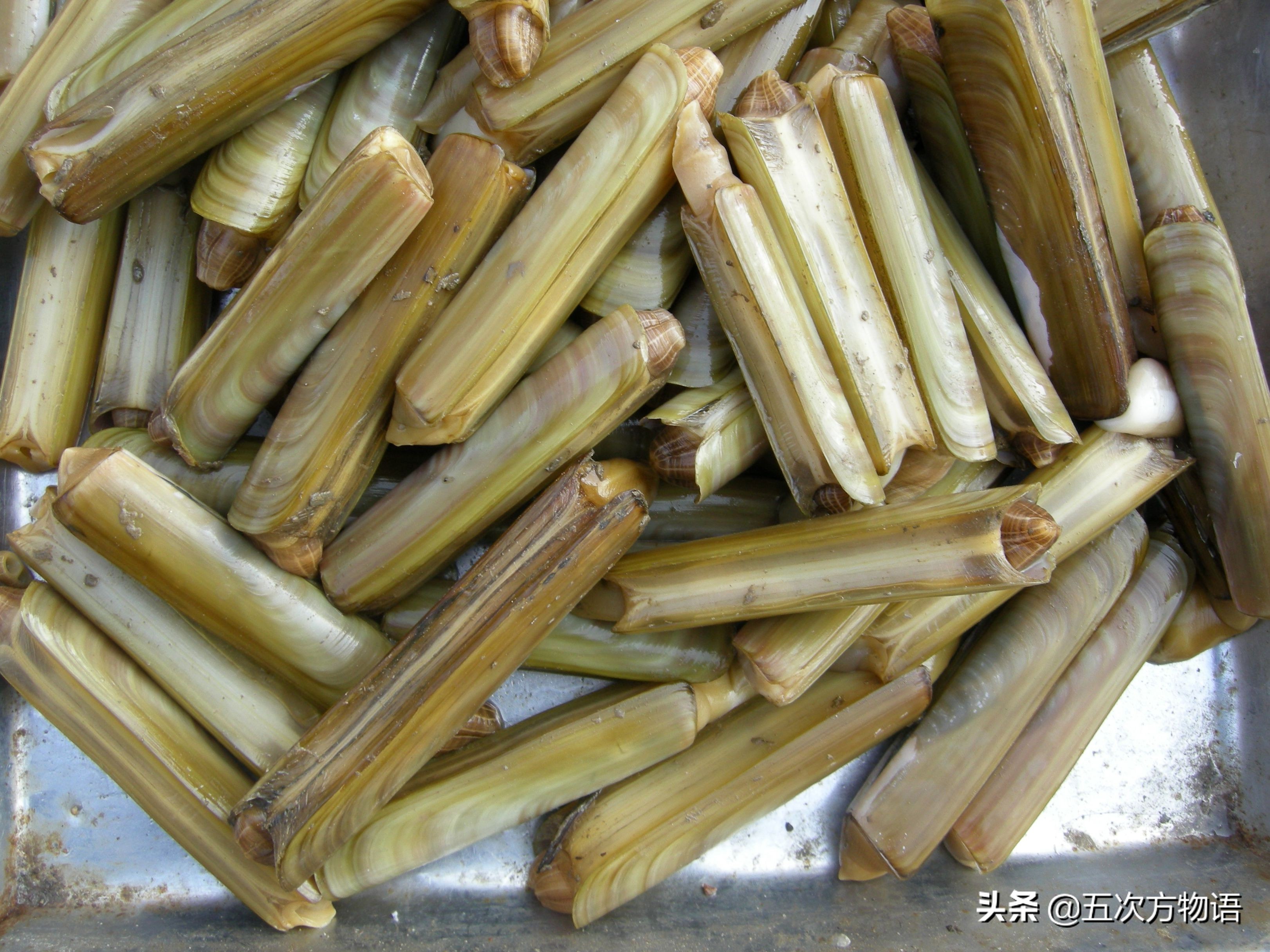 文蛤_蒜蓉粉丝蒸贝壳_菲律宾蛤仔