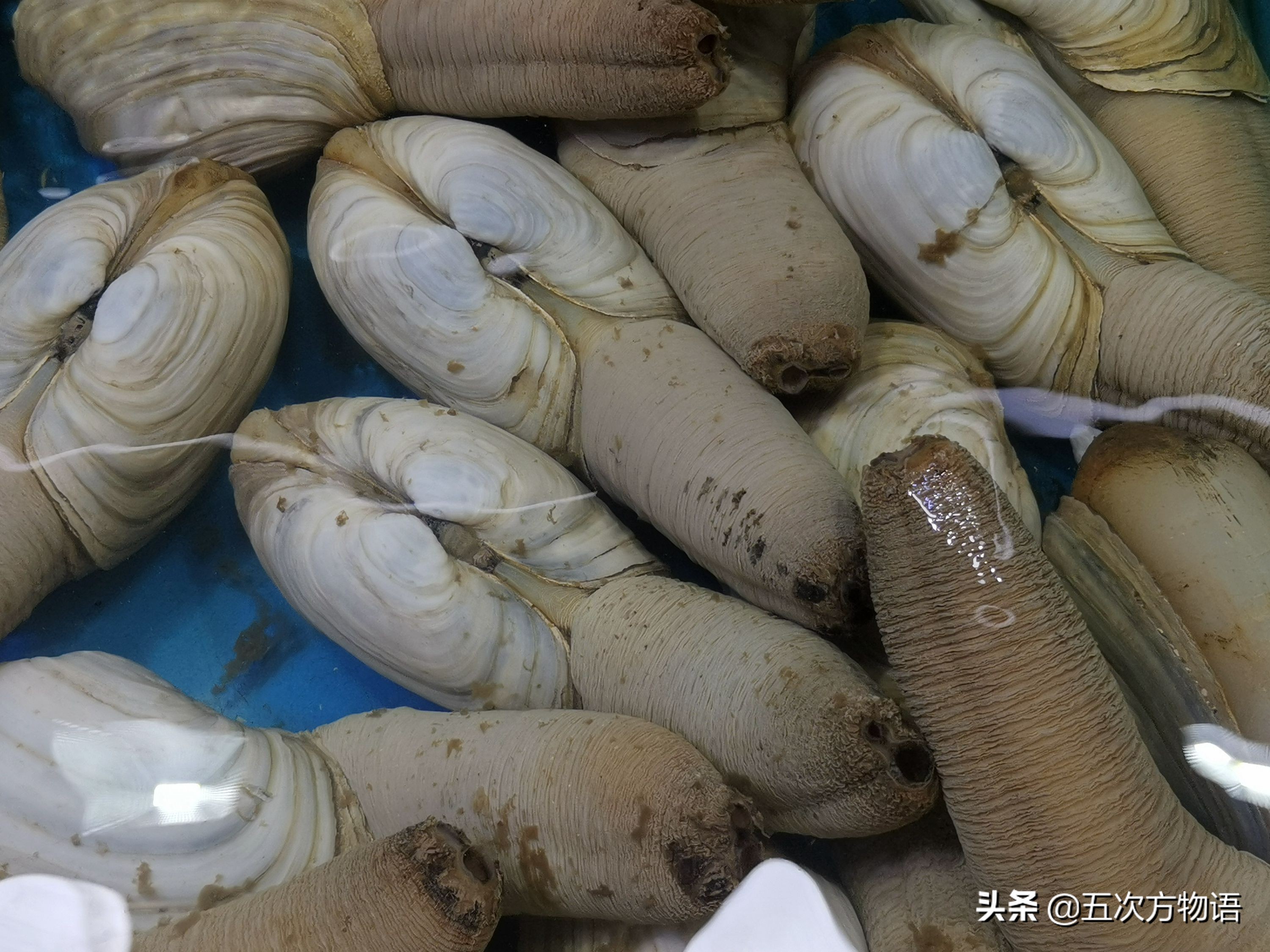 蒜蓉粉丝蒸贝壳_菲律宾蛤仔_文蛤