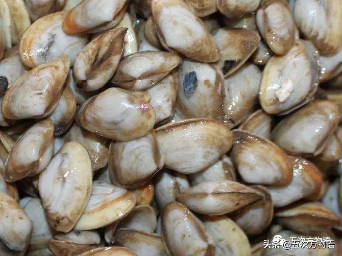 蒜蓉粉丝蒸贝壳_文蛤_菲律宾蛤仔