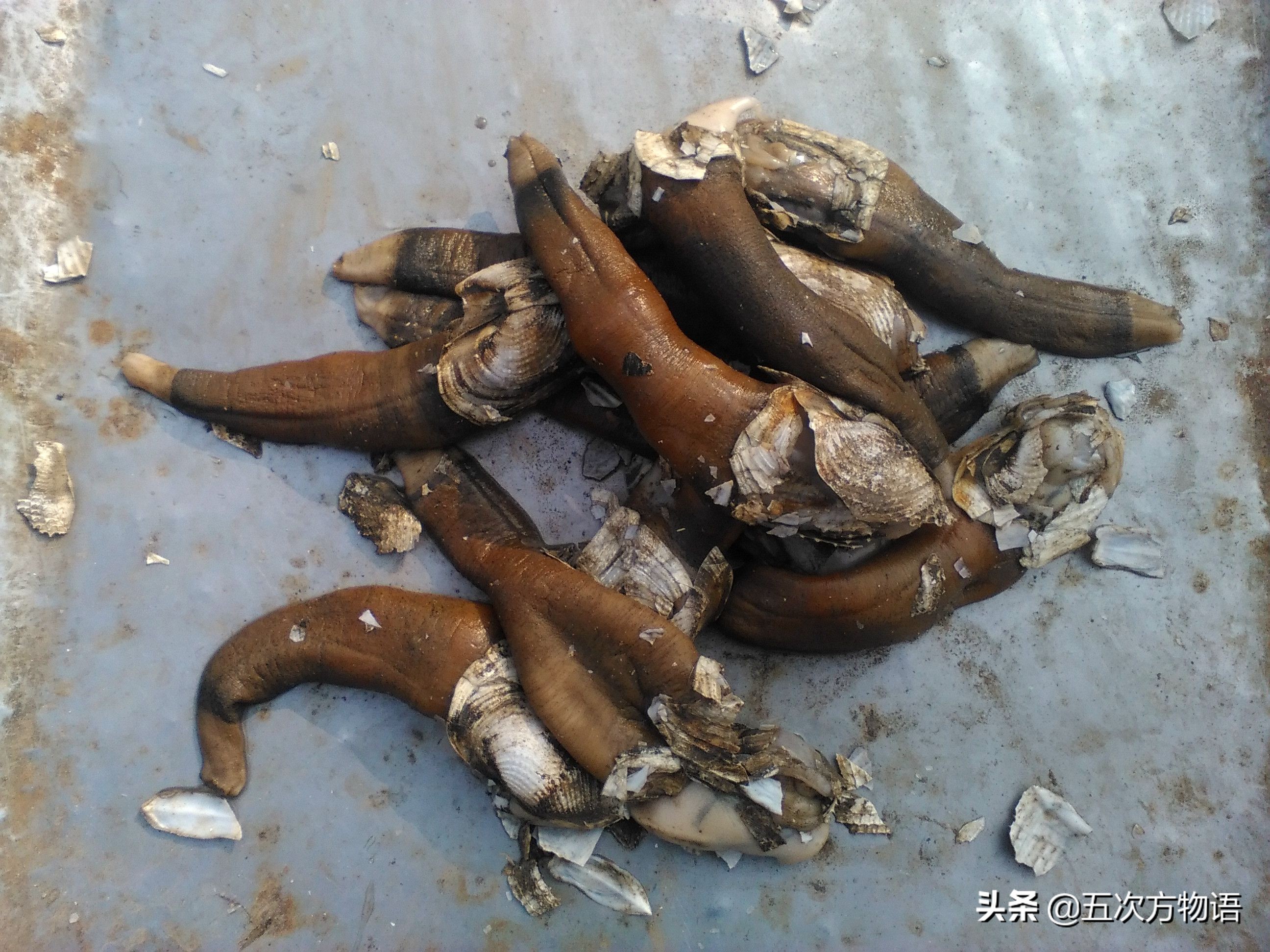 蒜蓉粉丝蒸贝壳_菲律宾蛤仔_文蛤
