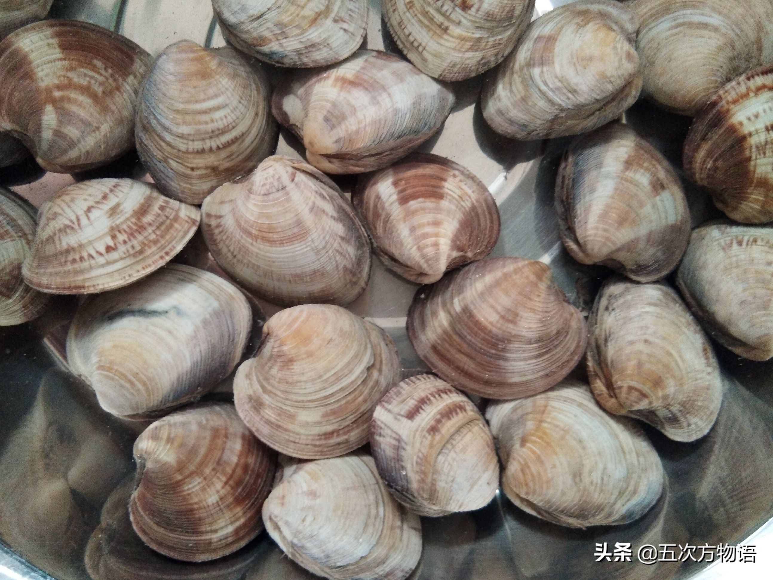 蒜蓉粉丝蒸贝壳_文蛤_菲律宾蛤仔