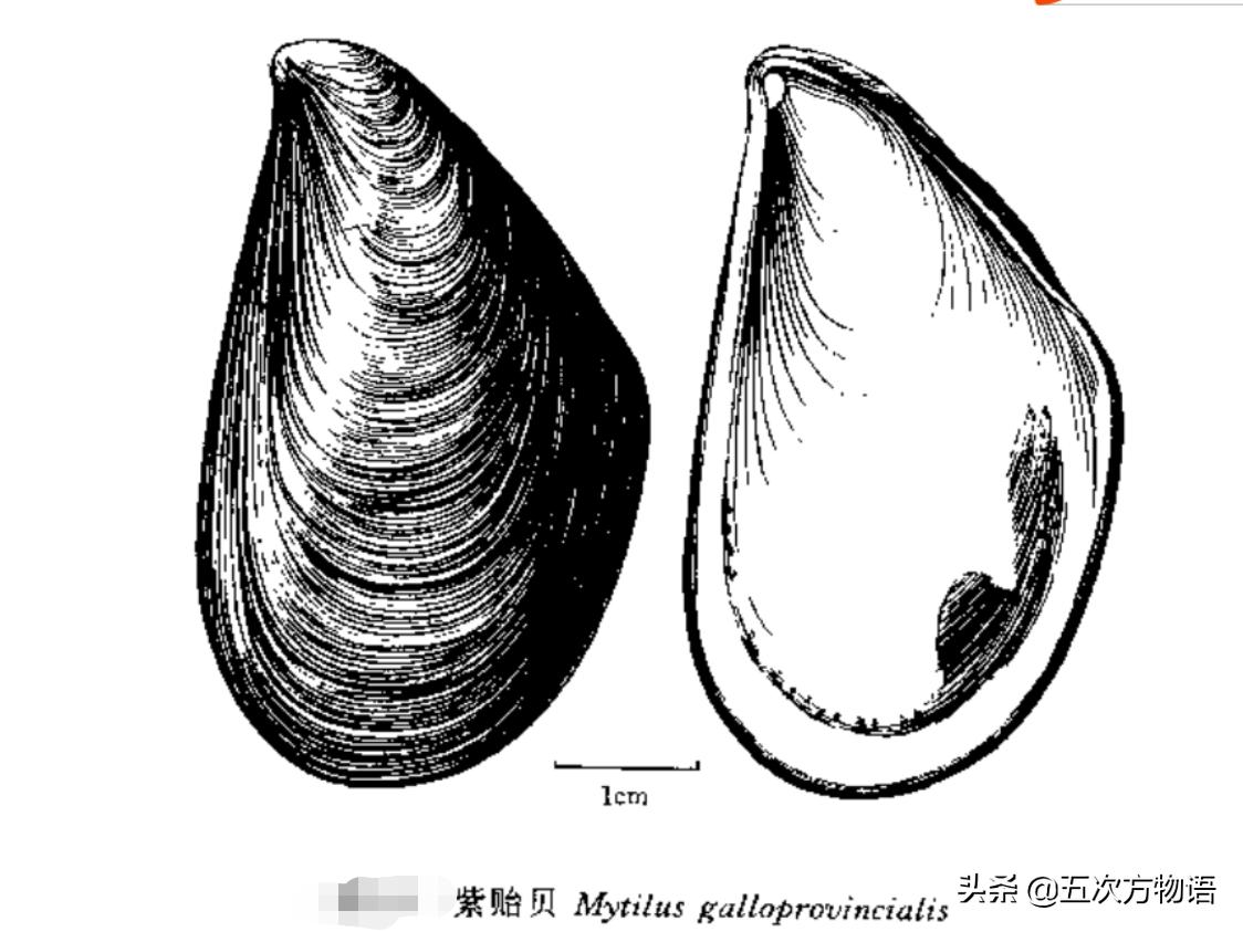 蒜蓉粉丝蒸贝壳_菲律宾蛤仔_文蛤