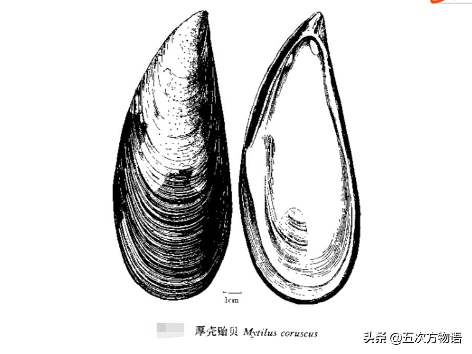 菲律宾蛤仔_文蛤_蒜蓉粉丝蒸贝壳