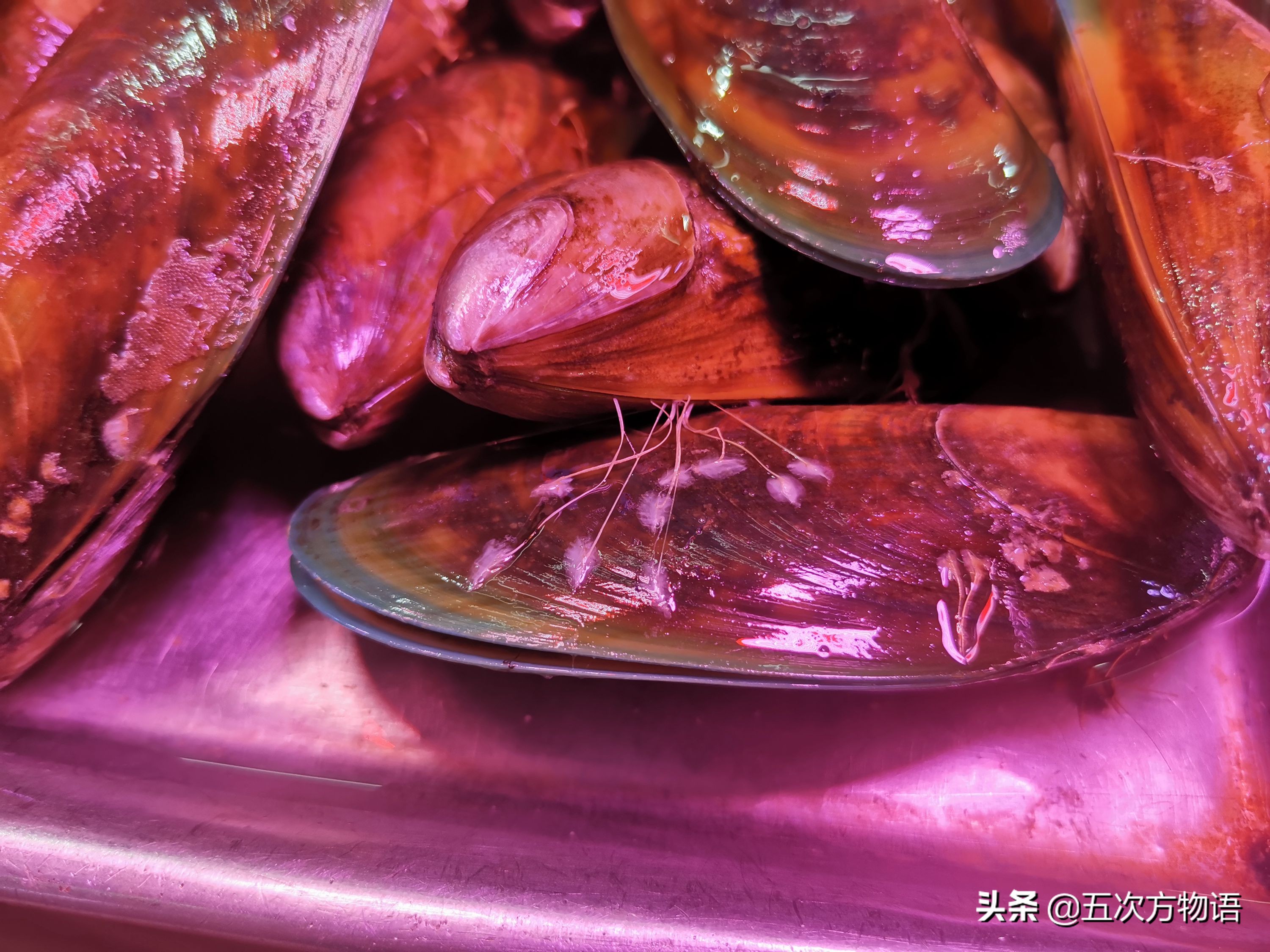 蒜蓉粉丝蒸贝壳_文蛤_菲律宾蛤仔