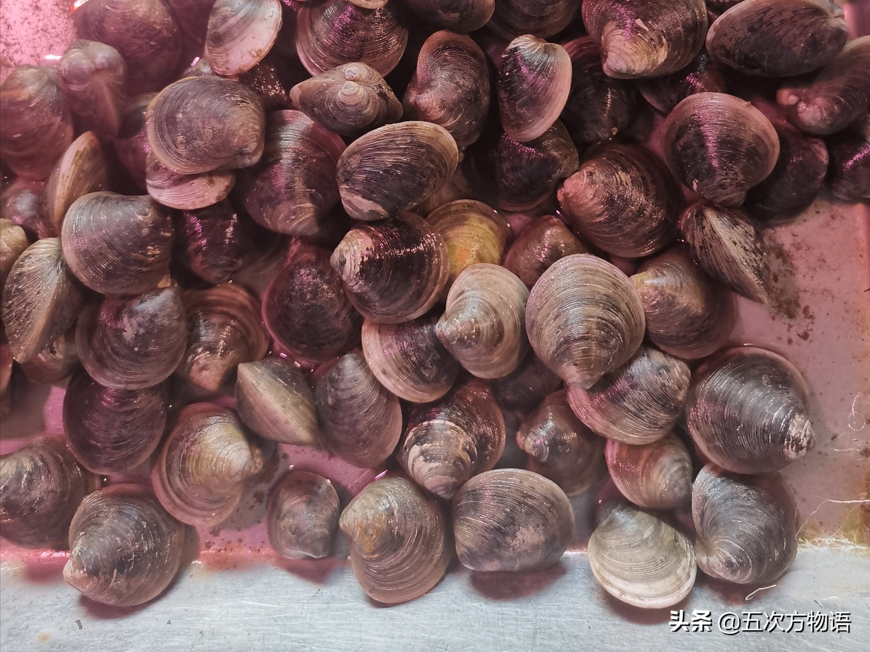 文蛤_菲律宾蛤仔_蒜蓉粉丝蒸贝壳