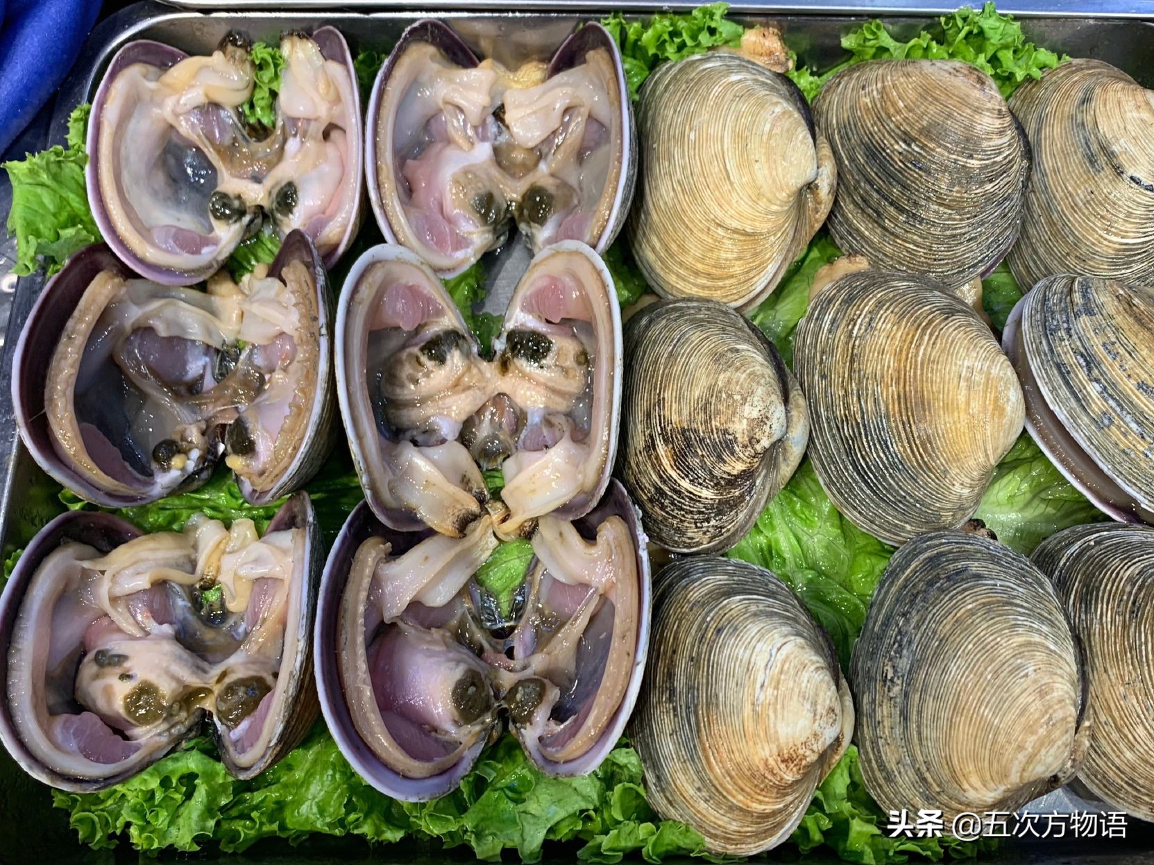 文蛤_菲律宾蛤仔_蒜蓉粉丝蒸贝壳