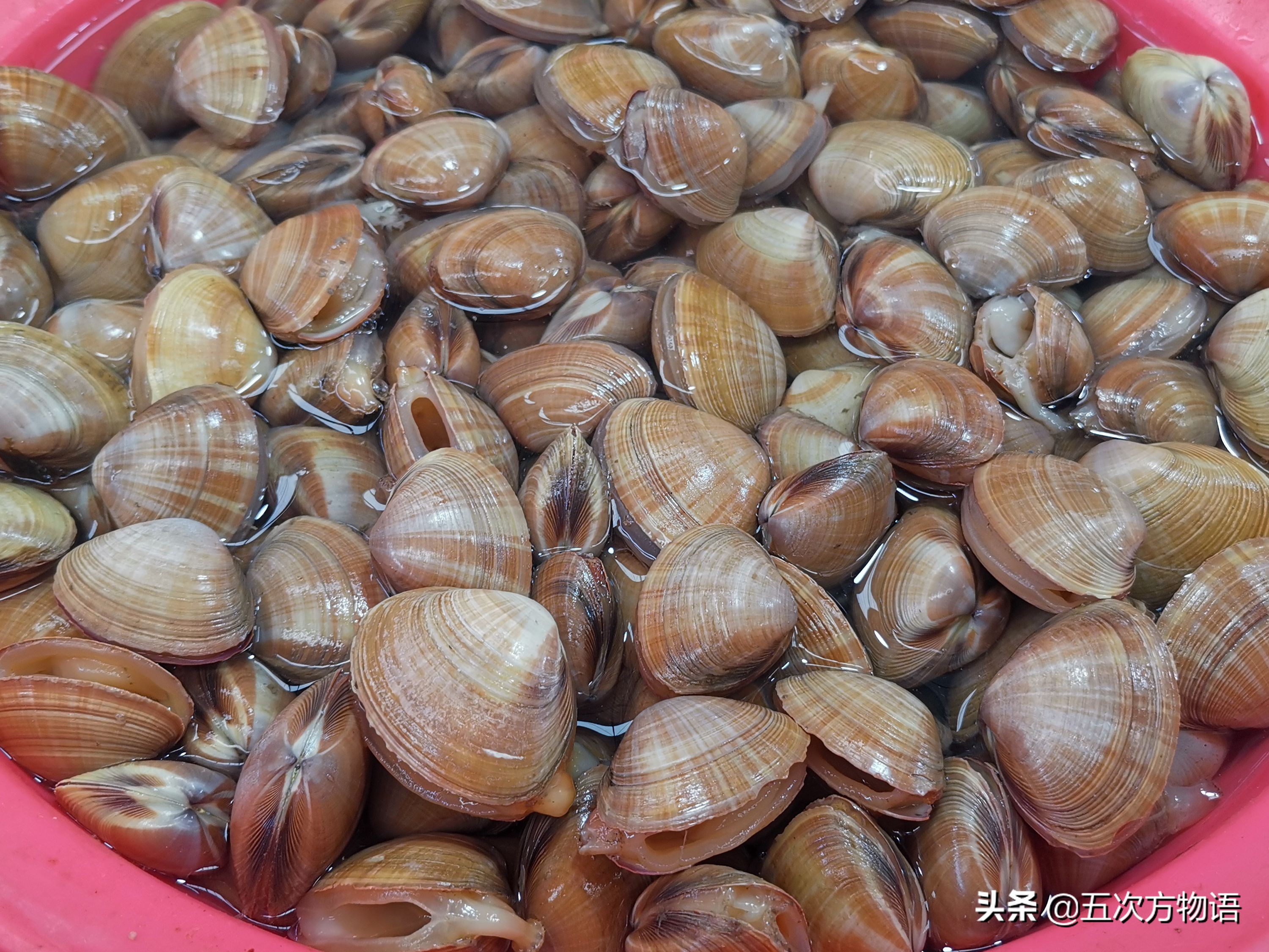 文蛤_蒜蓉粉丝蒸贝壳_菲律宾蛤仔